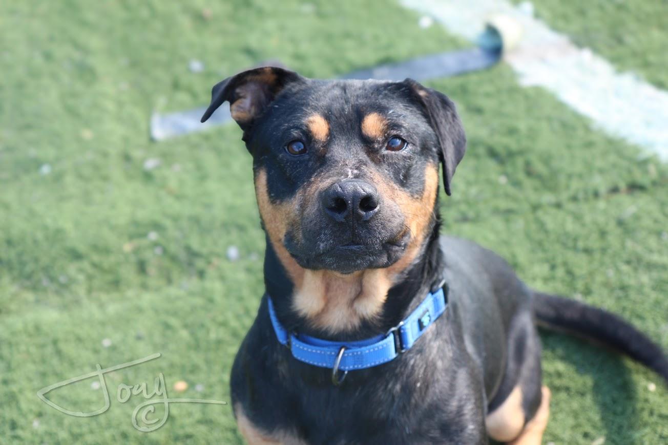 Enlarge Bud, a Adoptable mixed breed in Jackson, MS image 2/5