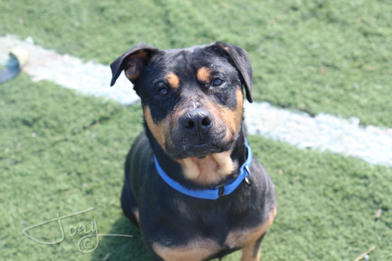 Enlarge Bud, a Adoptable mixed breed in Jackson, MS image 3/5