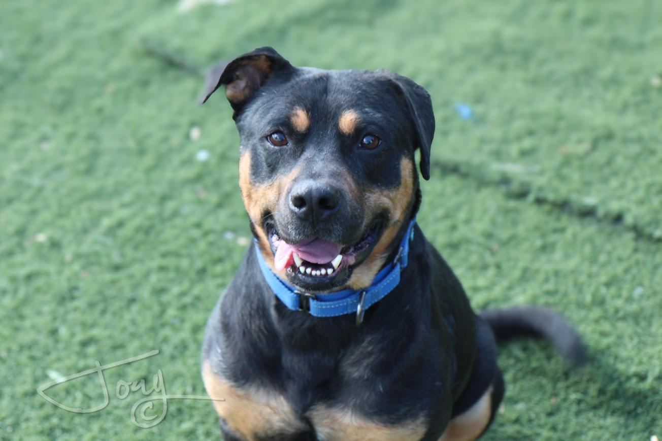 Enlarge Bud, a Adoptable mixed breed in Jackson, MS image 1/5