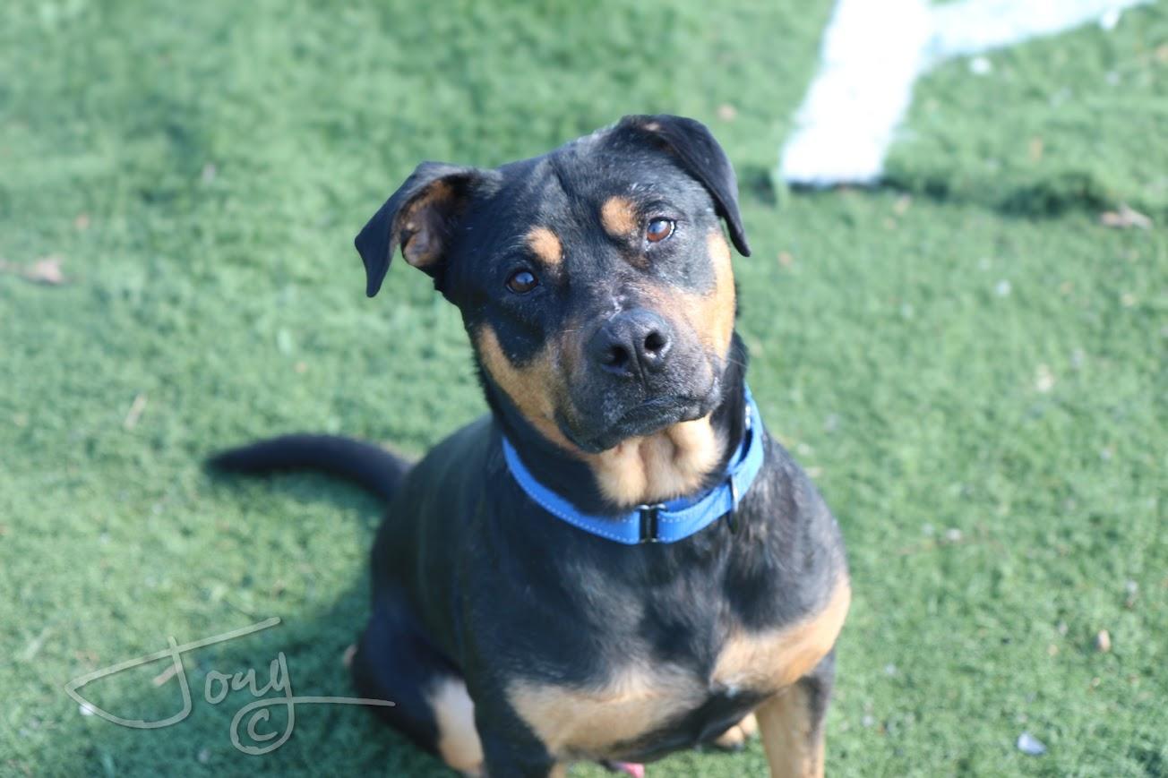 Enlarge Bud, a Adoptable mixed breed in Jackson, MS image 5/5