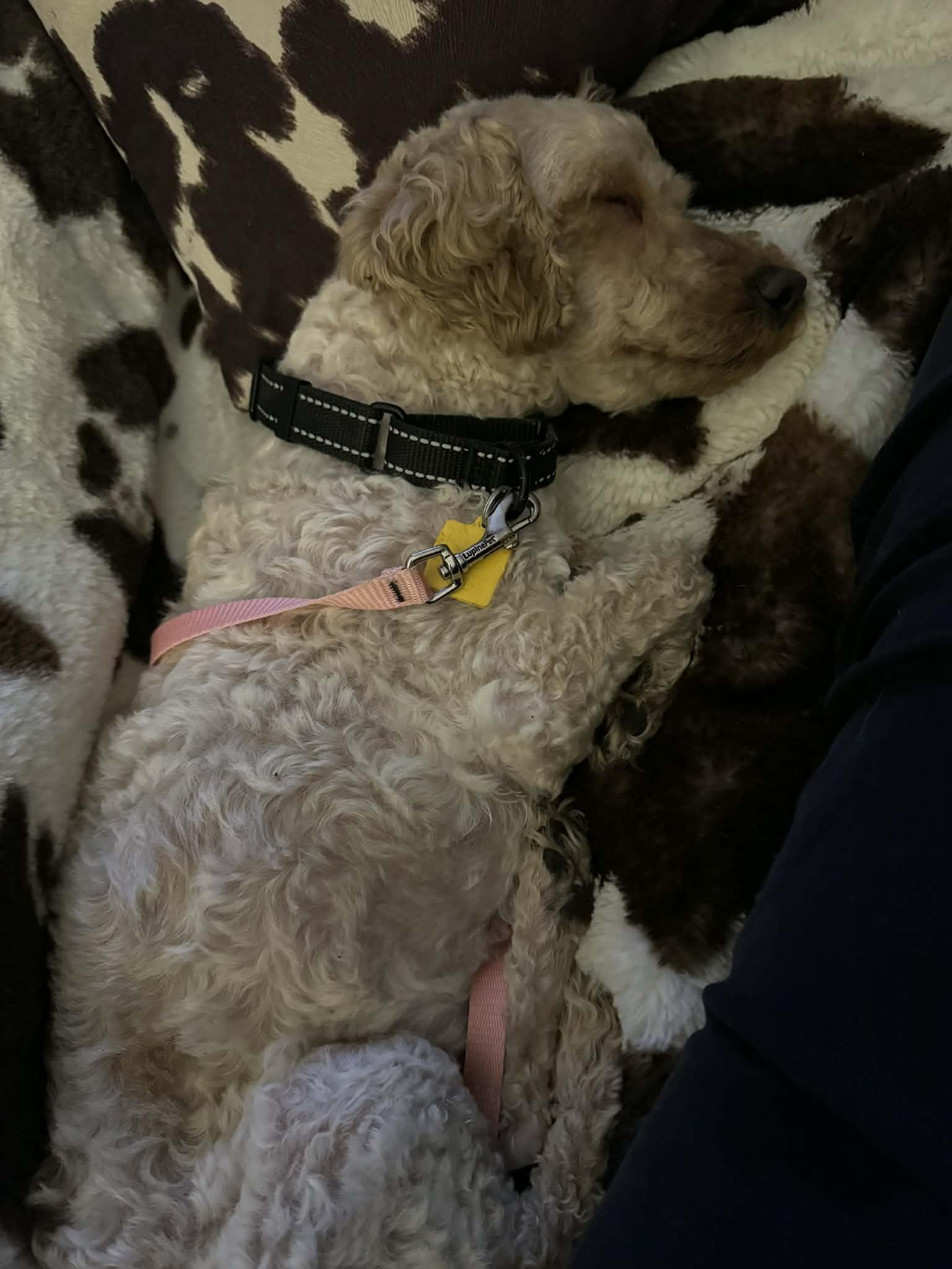 Enlarge Dizzy, a ADOPTABLE Miniature Poodle in Brunswick, ME image 2/3