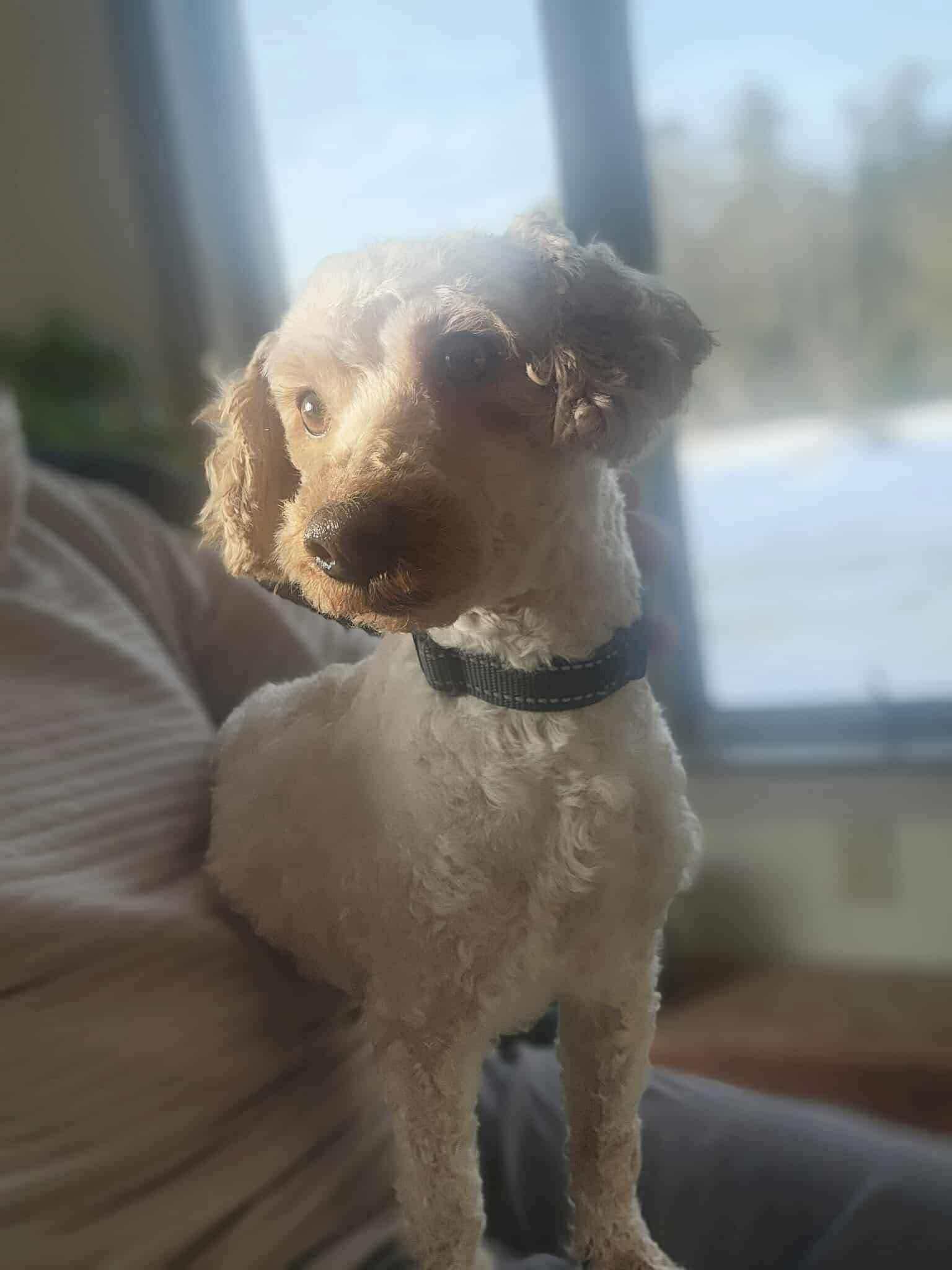 Enlarge Dizzy, a ADOPTABLE Miniature Poodle in Brunswick, ME image 3/3