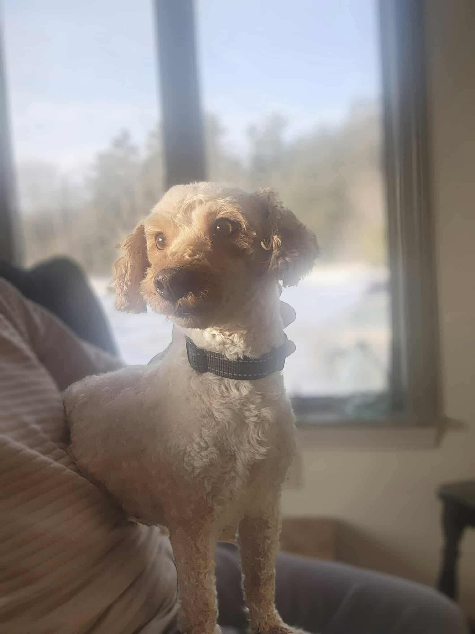 Enlarge Dizzy, a ADOPTABLE Miniature Poodle in Brunswick, ME image 1/3