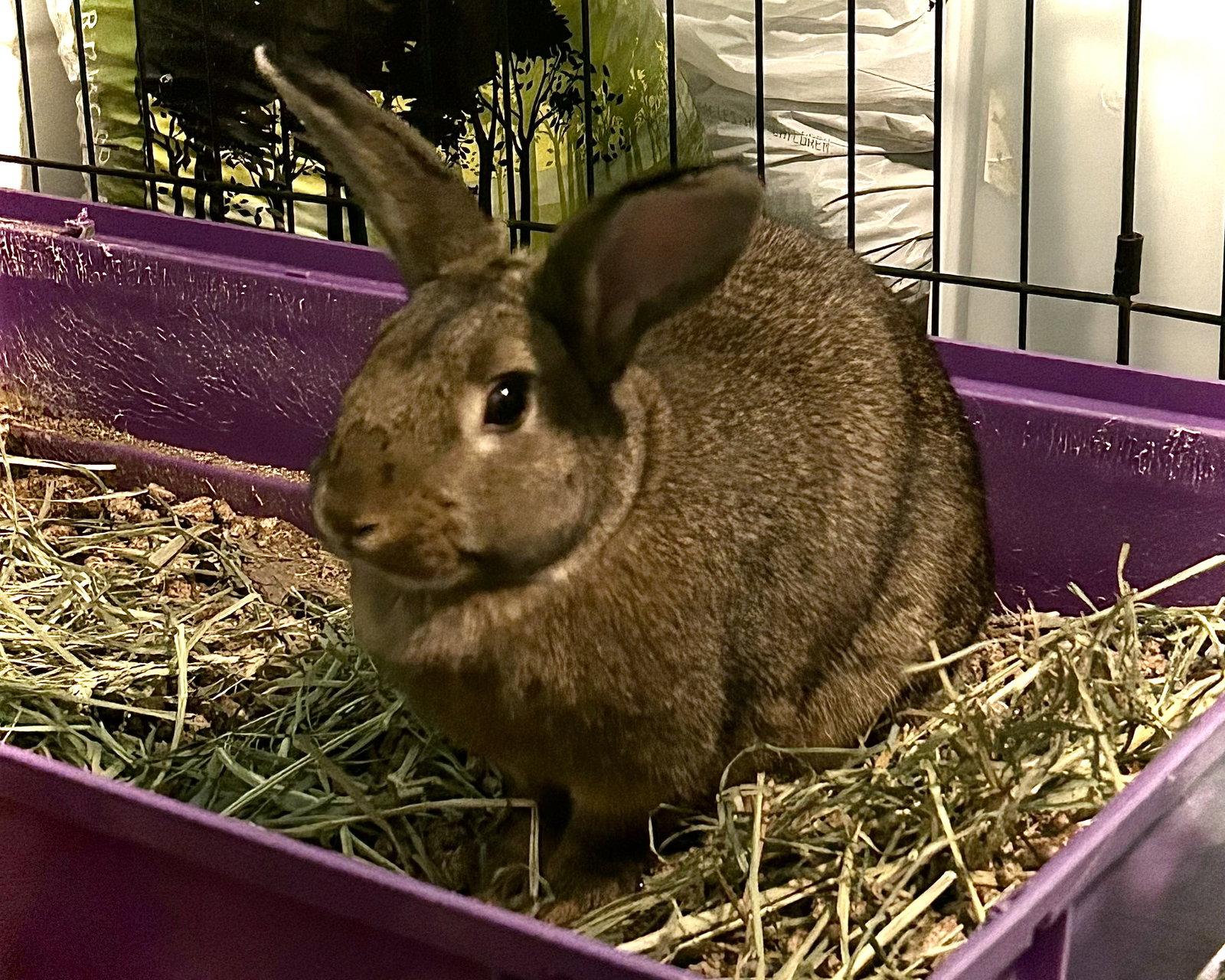 Enlarge Raini, a Adoptable New Zealand in Lakeville, MN image 2/3