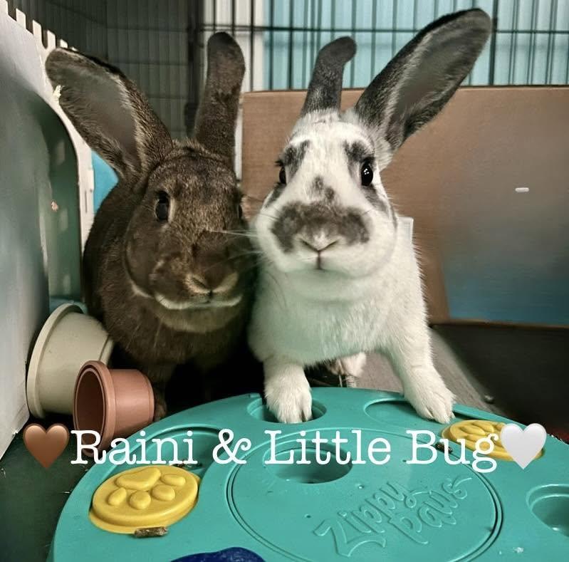 Enlarge Raini, a Adoptable New Zealand in Lakeville, MN image 3/3