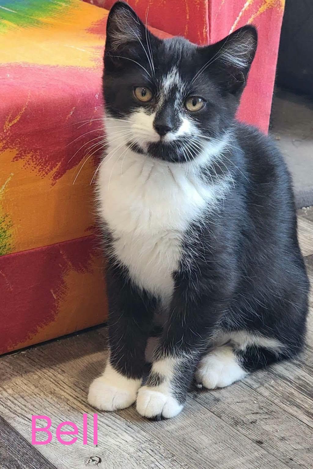 Enlarge Bell, a Adoptable Domestic Short Hair in London, ON image 1/2