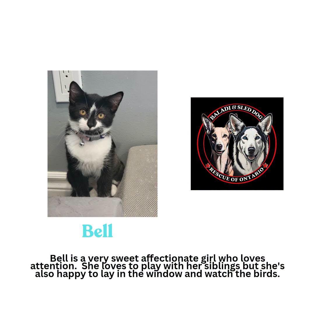 Enlarge Bell, a Adoptable Domestic Short Hair in London, ON image 2/2