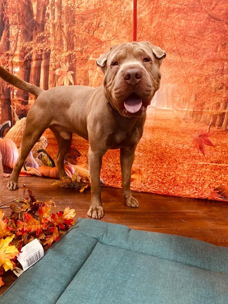 Teddy, Adoptable, Young Male Shar-Pei & Mixed Breed.