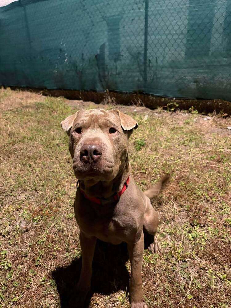 Enlarge Teddy, a Adoptable mixed breed in Seminole, FL image 2/3