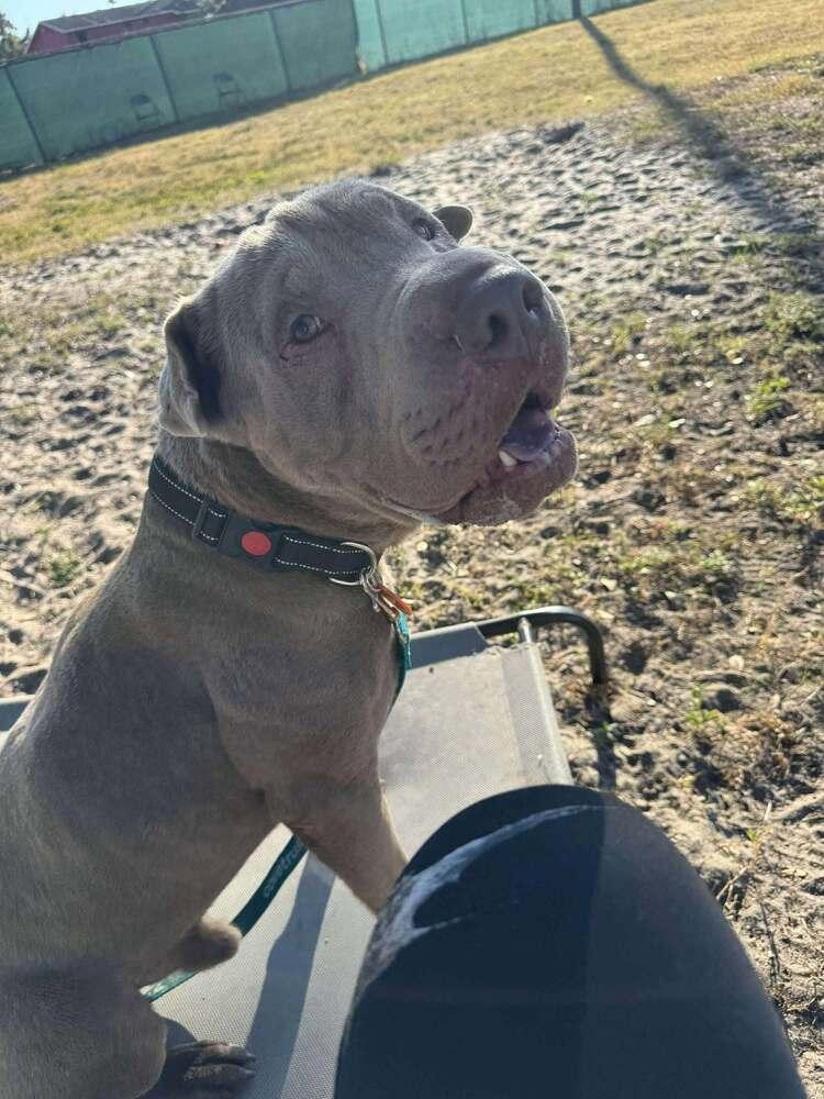 Enlarge Teddy, a Adoptable mixed breed in Seminole, FL image 3/3