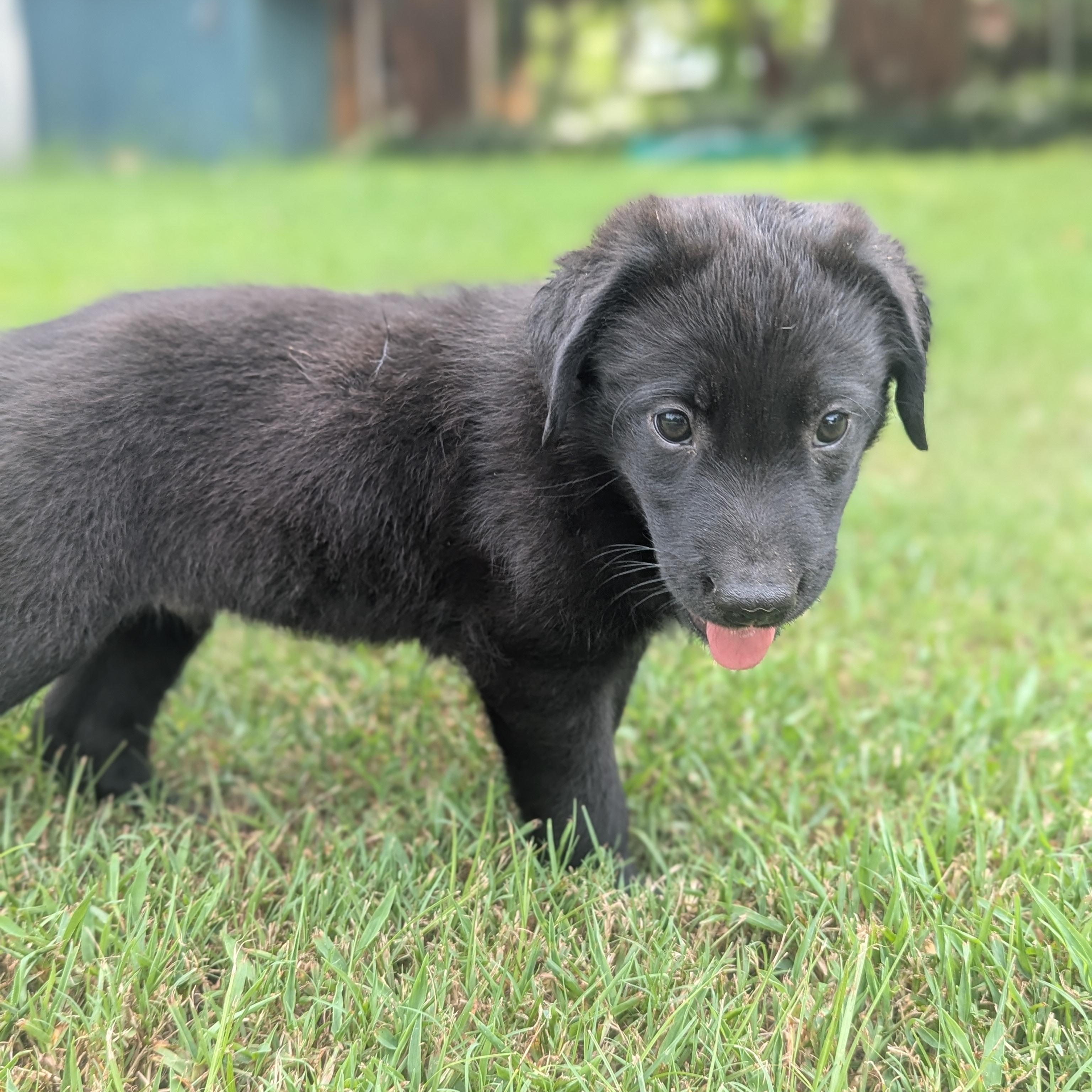 Dog for adoption - Ace, a Black Labrador Retriever &amp; Border Collie Mix ...