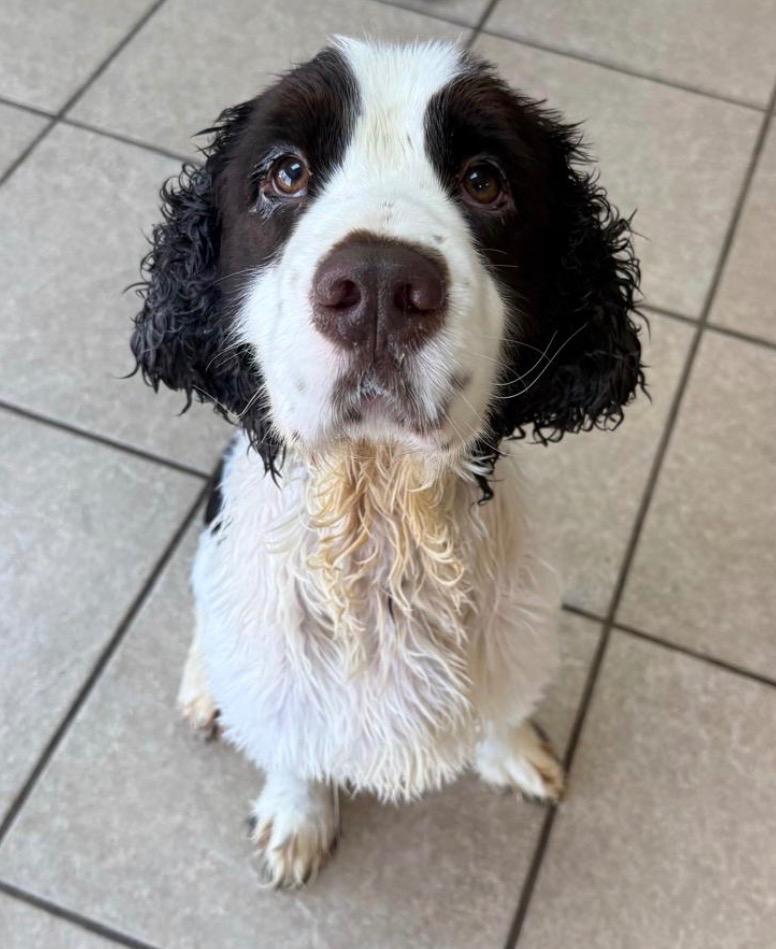 Rupert, Adoptable, Young Male English Springer Spaniel.