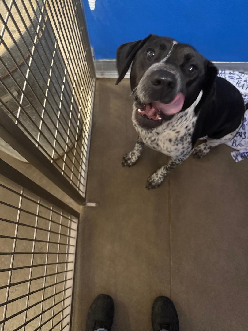 Zoe, ADOPTABLE, Young Female Pointer.