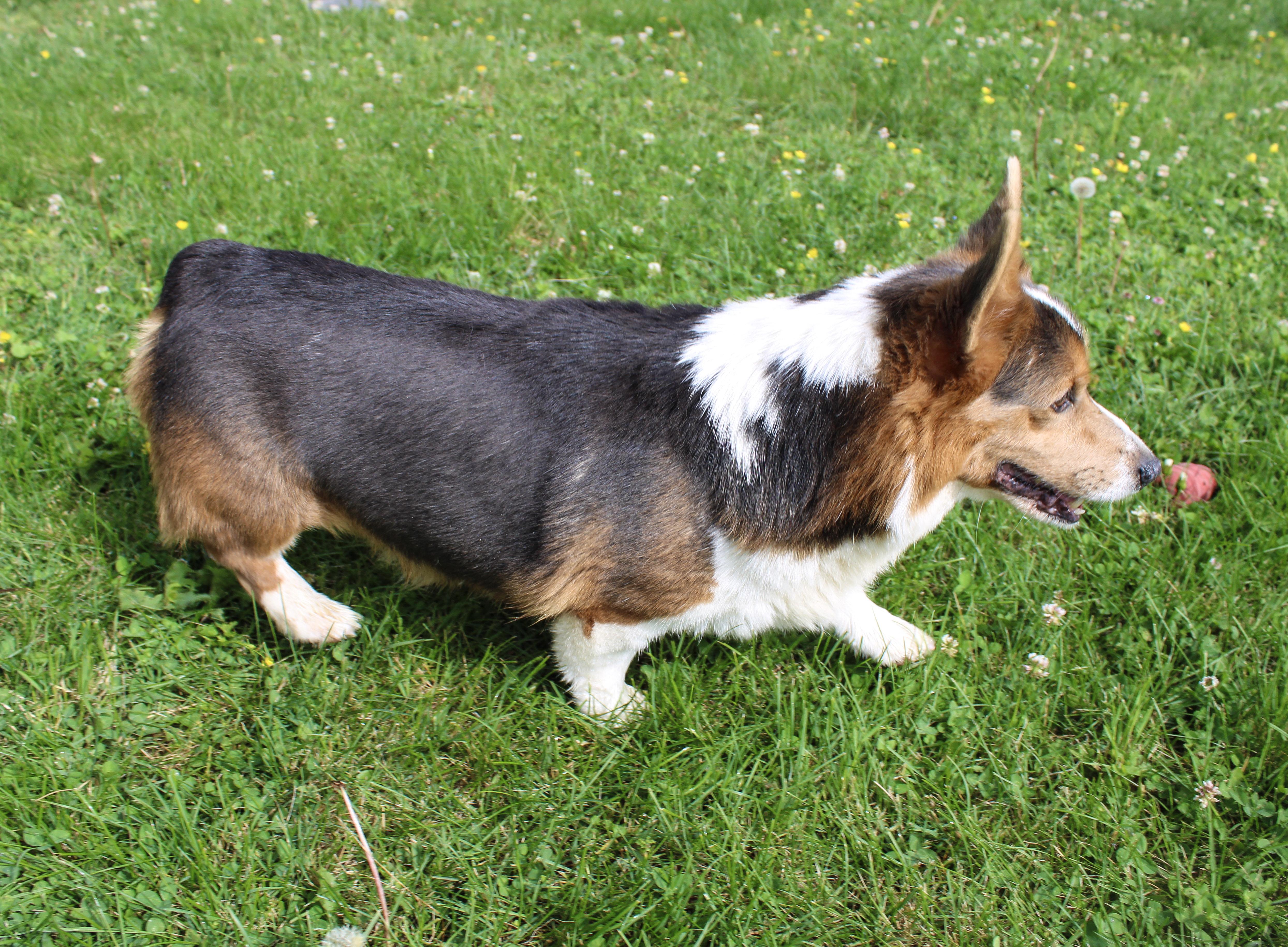 Enlarge Chauncy, a ADOPTABLE Pembroke Welsh Corgi in Neosho, MO image 2/3
