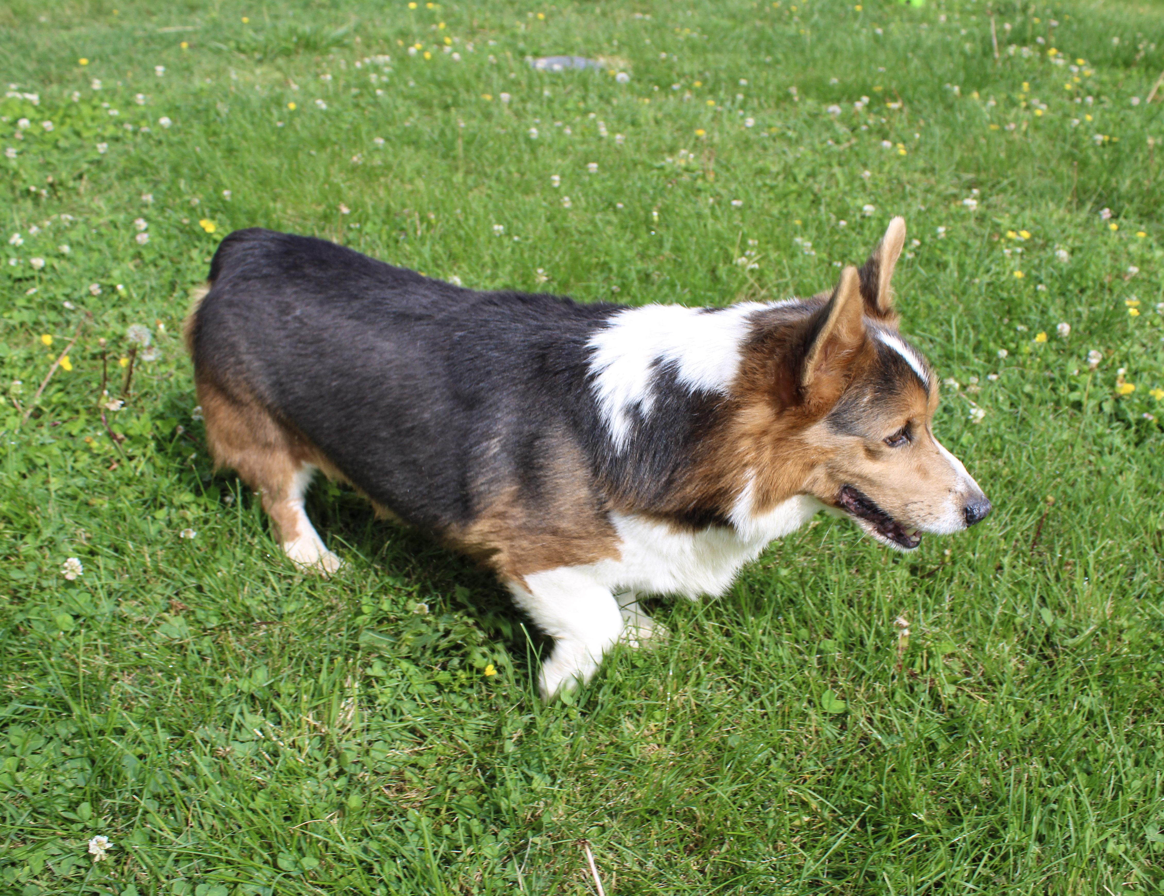 Enlarge Chauncy, a ADOPTABLE Pembroke Welsh Corgi in Neosho, MO image 3/3