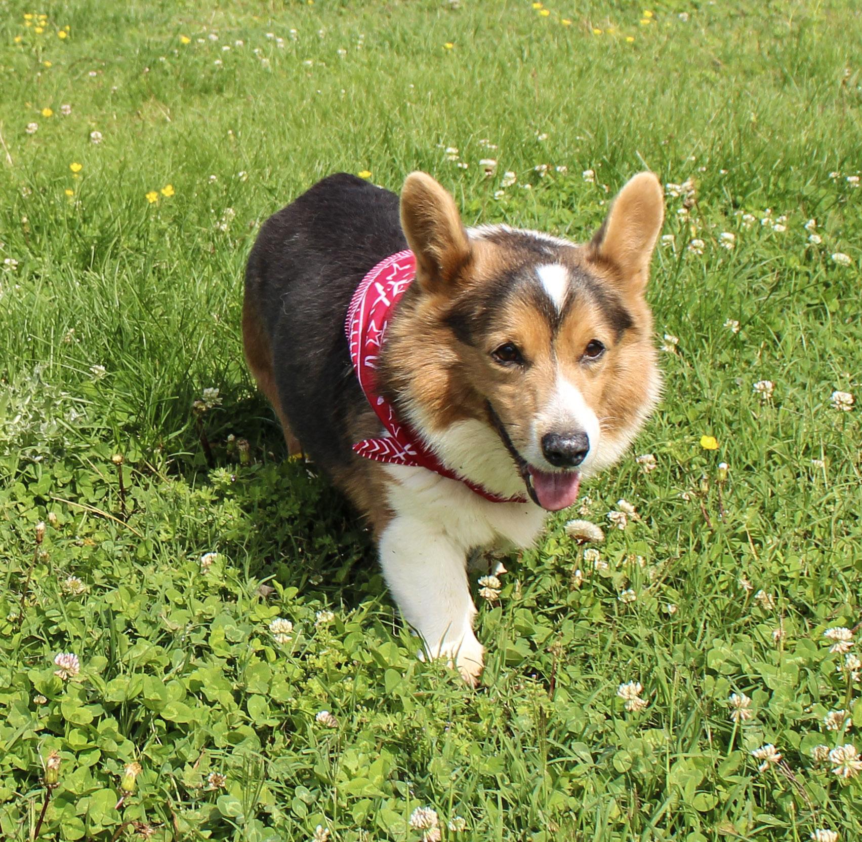Chauncy, ADOPTABLE, Senior Male Pembroke Welsh Corgi.