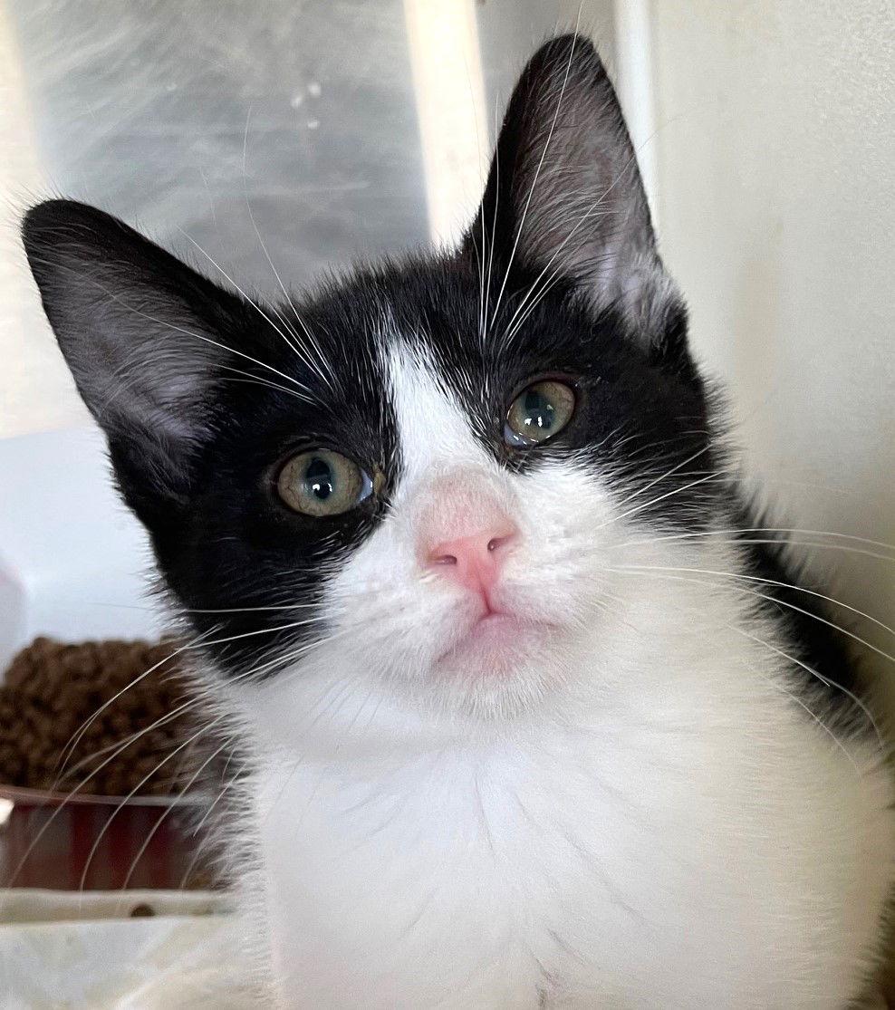 Donatello, Adoptable, Kitten Male Domestic Short Hair.