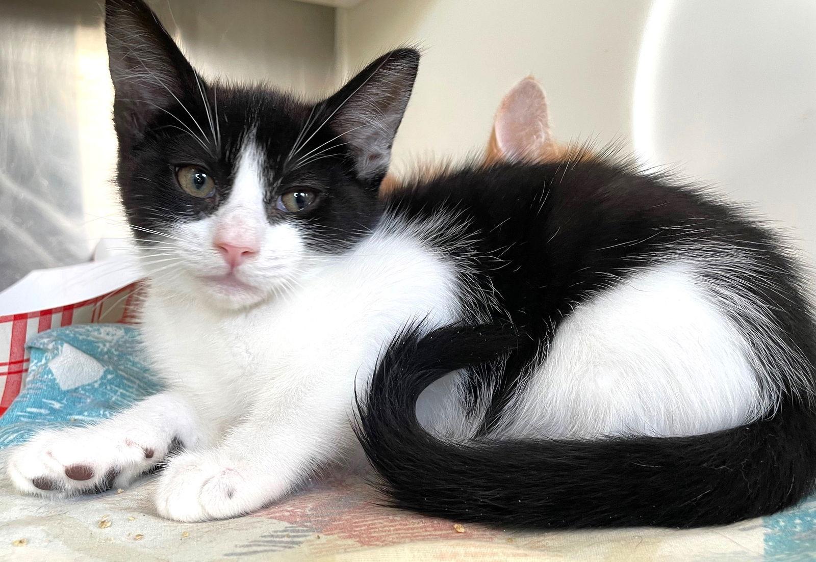 Enlarge Donatello, a Adoptable Domestic Short Hair in Carrollton, GA image 2/3