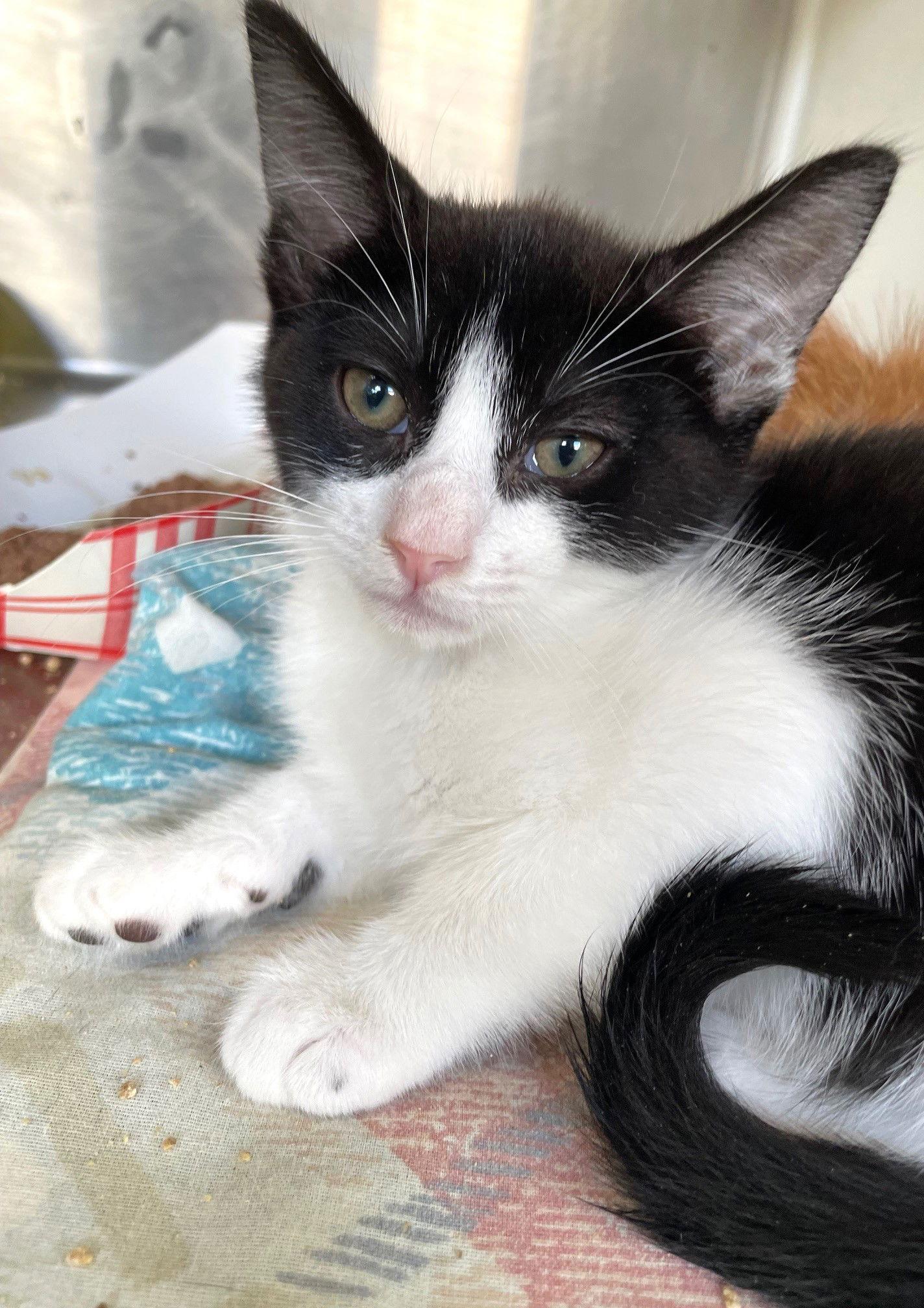 Enlarge Donatello, a Adoptable Domestic Short Hair in Carrollton, GA image 3/3