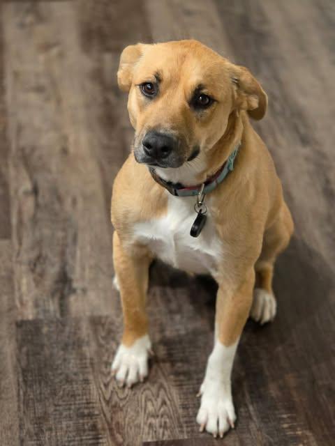 Enlarge Cookie, an adopted mixed breed in Austin , TX image 3/6