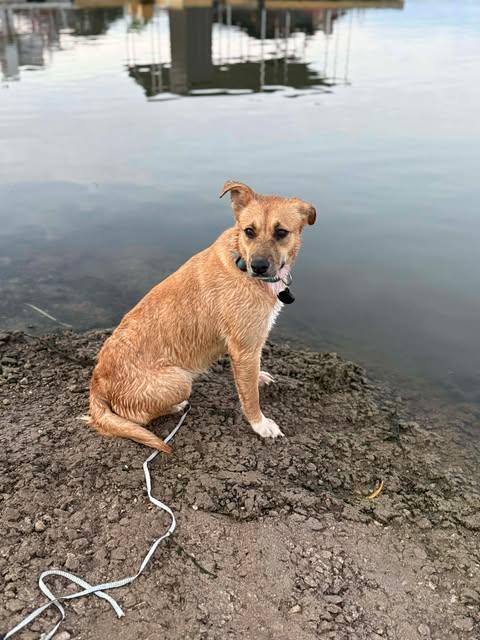 Enlarge Cookie, an adopted mixed breed in Austin , TX image 4/6