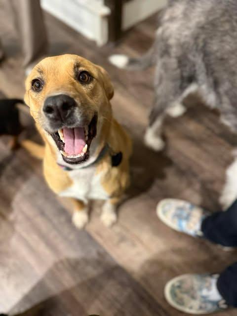 Enlarge Cookie, an adopted mixed breed in Austin , TX image 5/6