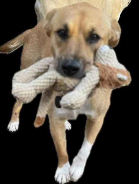 Enlarge Cookie, an adopted mixed breed in Austin , TX image 2/6