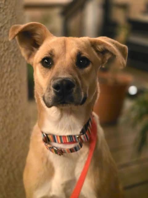 Enlarge Cookie, an adopted mixed breed in Austin , TX image 1/6