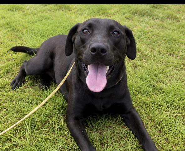 Enlarge Coco, a Adoptable mixed breed in Newark, NJ image 3/3