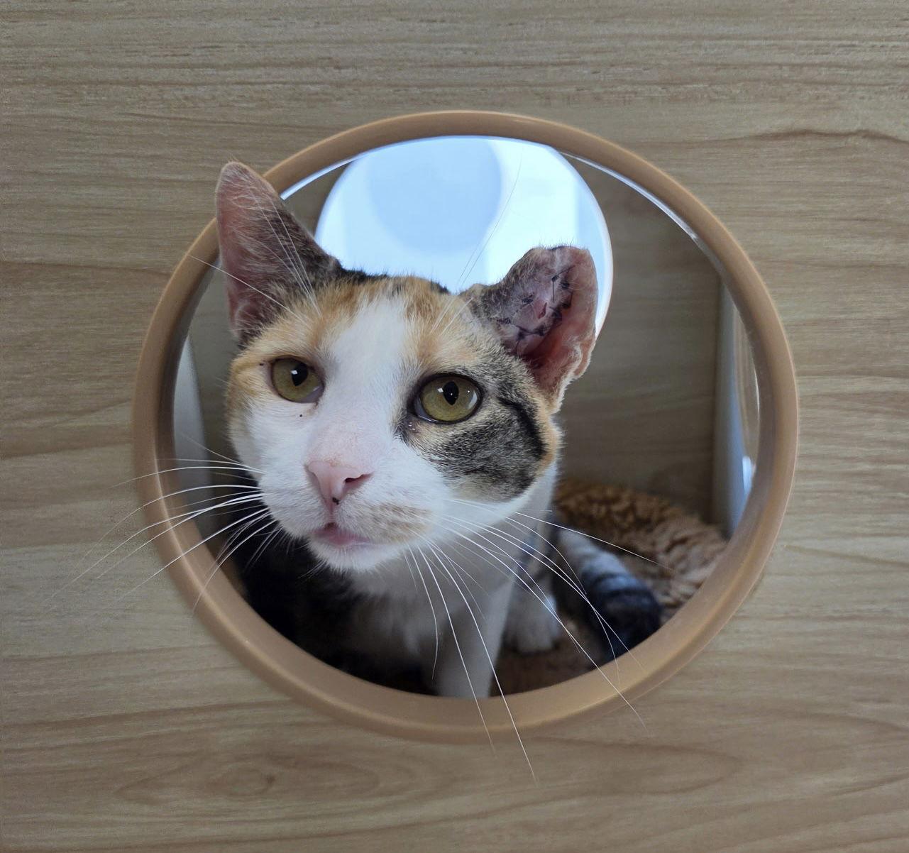 Albanian Yo, Adoptable, Young Female Domestic Short Hair.