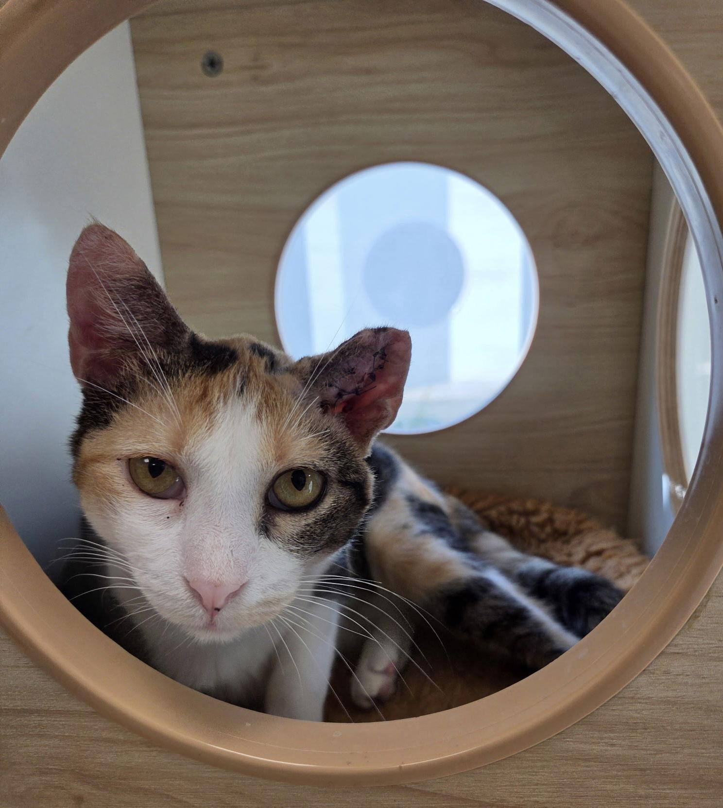 Albanian Yo, a Adoptable Domestic Short Hair in Satellite Beach, FL image 2/3