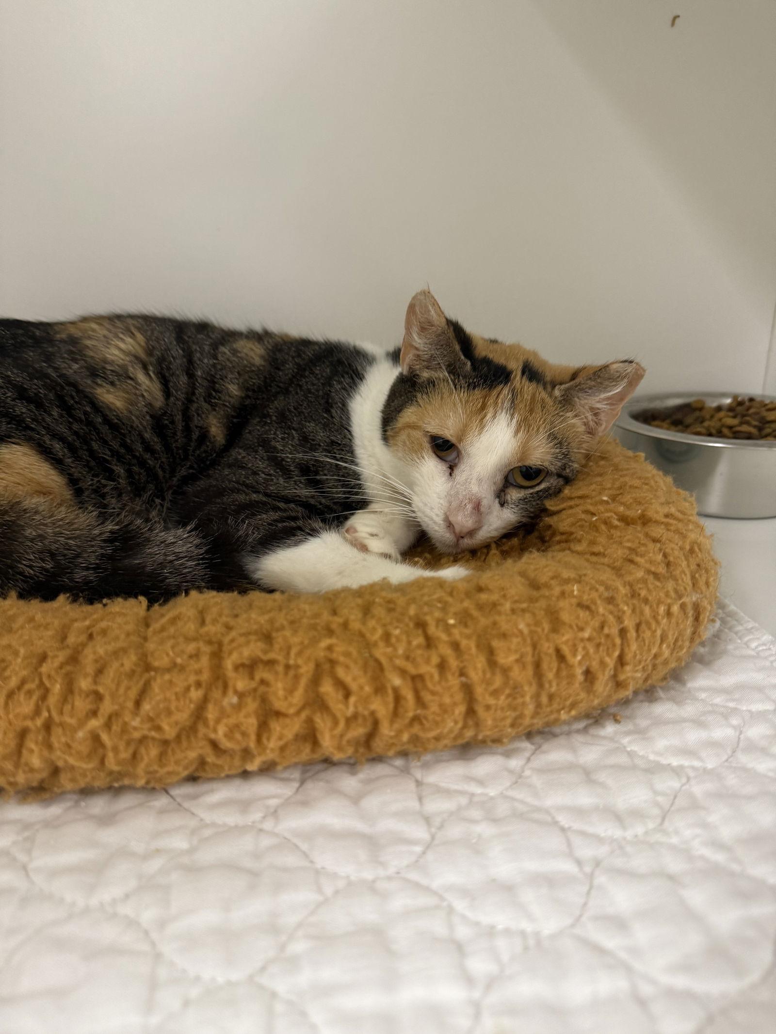 Enlarge Albanian Yo, a Adoptable Domestic Short Hair in Satellite Beach, FL image 1/1