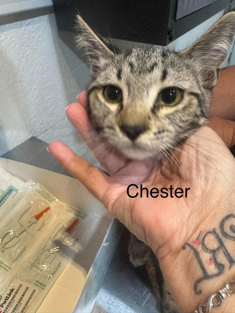 Chester, Adoptable, Young Male Tabby & Domestic Short Hair.