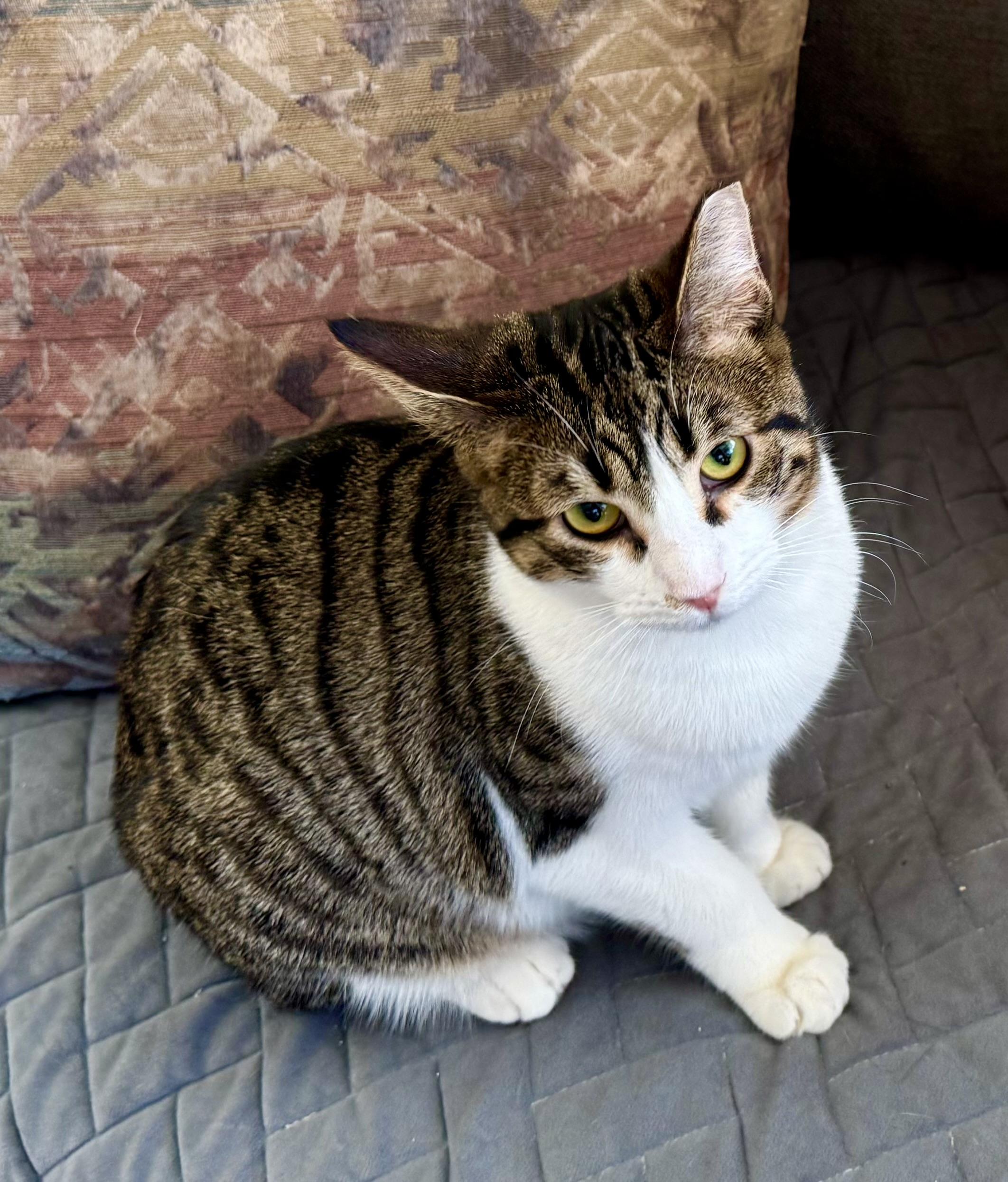 Poppy (curious / affectionate / gentle), ADOPTABLE, Young Female Tabby & Domestic Short Hair.