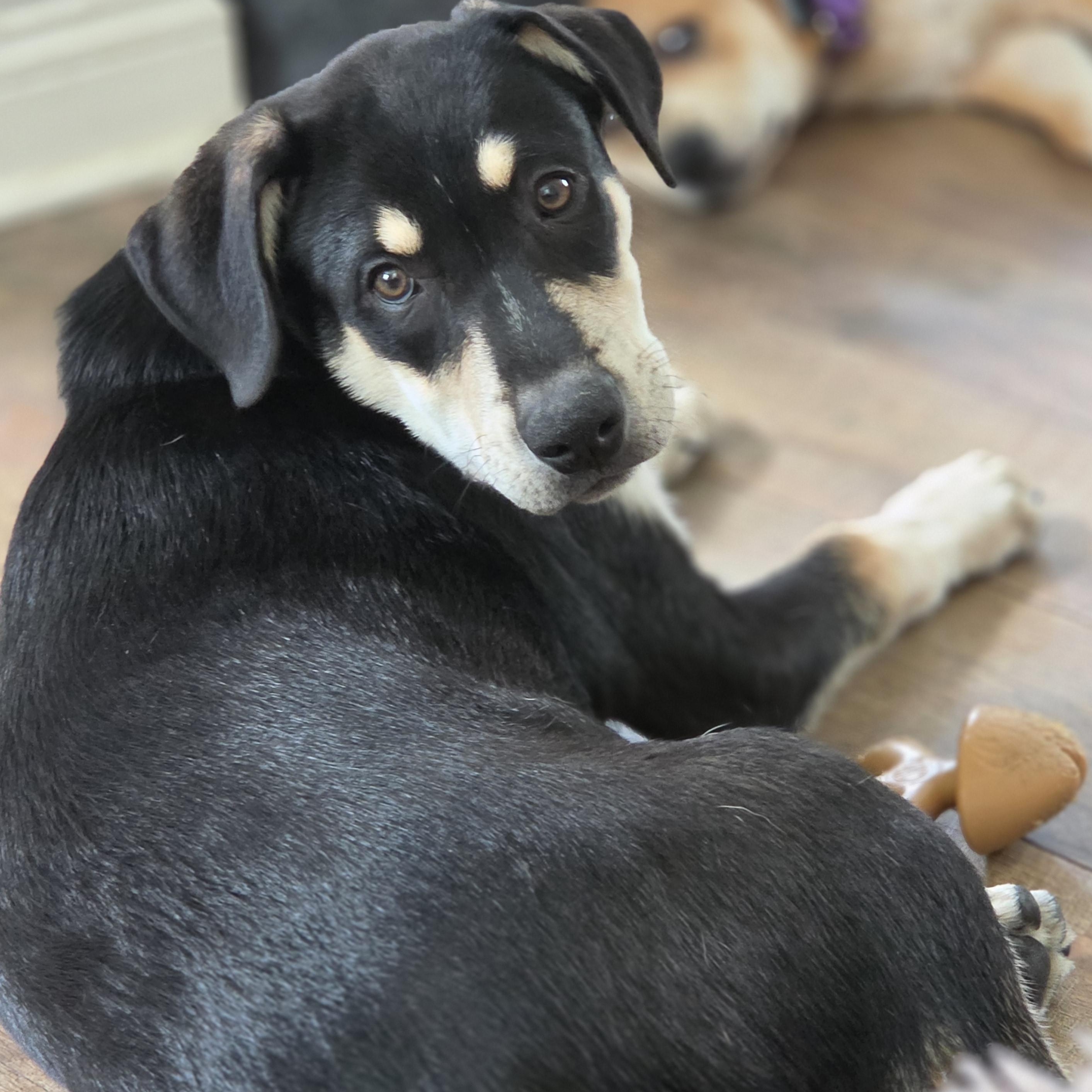 Enlarge Orchid, a ADOPTABLE Mixed Breed in Lemont, IL image 2/5
