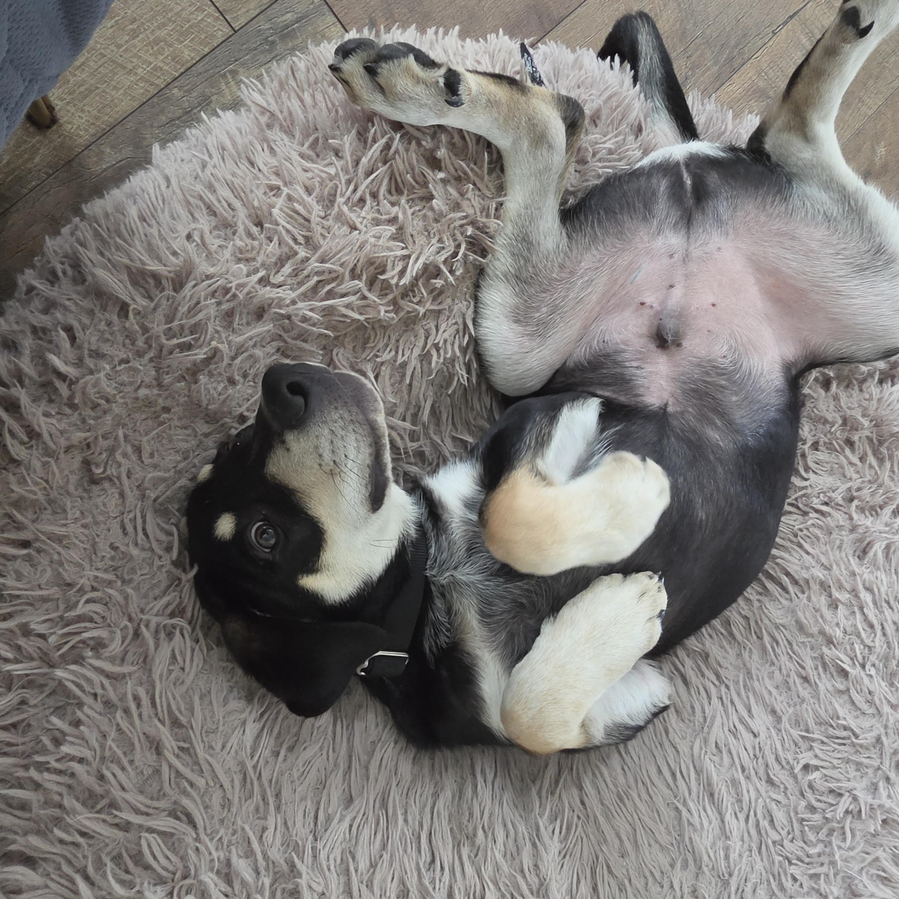 Enlarge Orchid, a ADOPTABLE Mixed Breed in Lemont, IL image 5/5