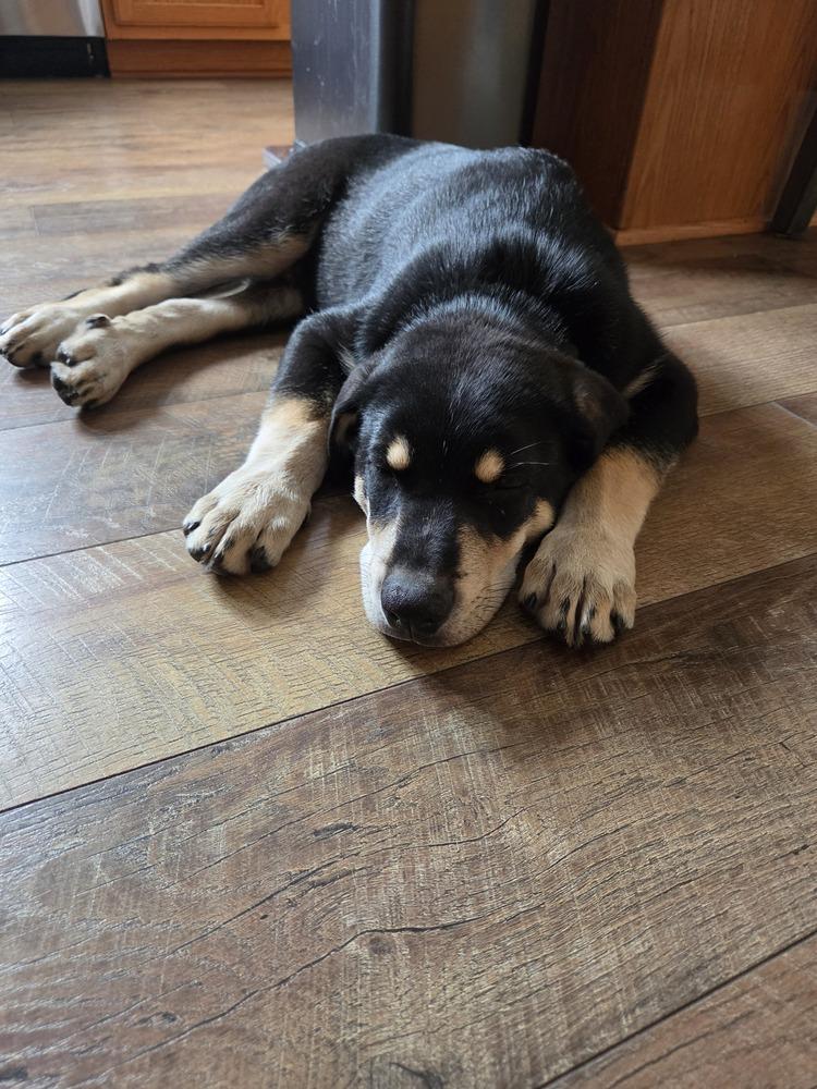 Enlarge Orchid, a ADOPTABLE Mixed Breed in Lemont, IL image 4/5
