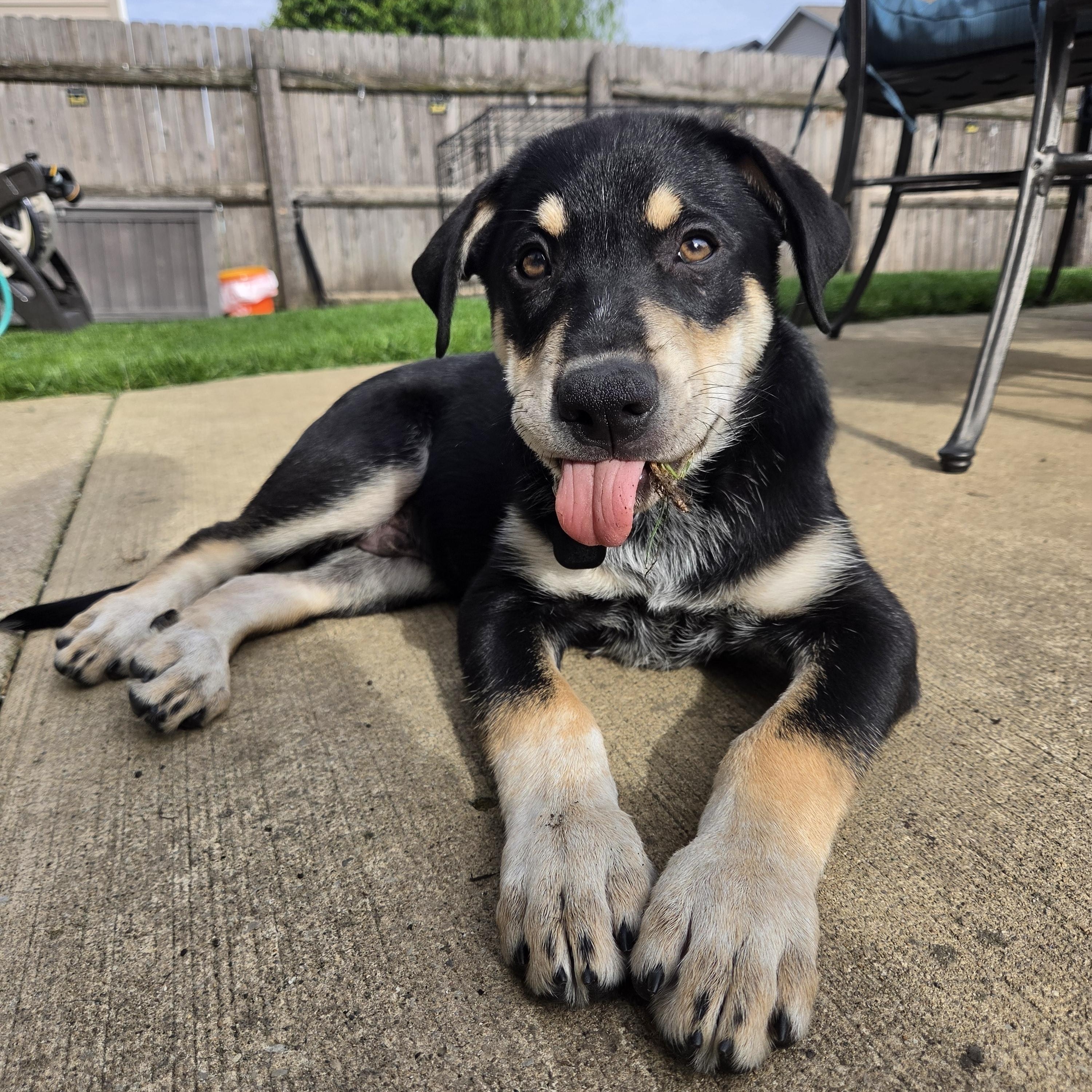 Orchid, ADOPTABLE, Puppy Male Mixed Breed.