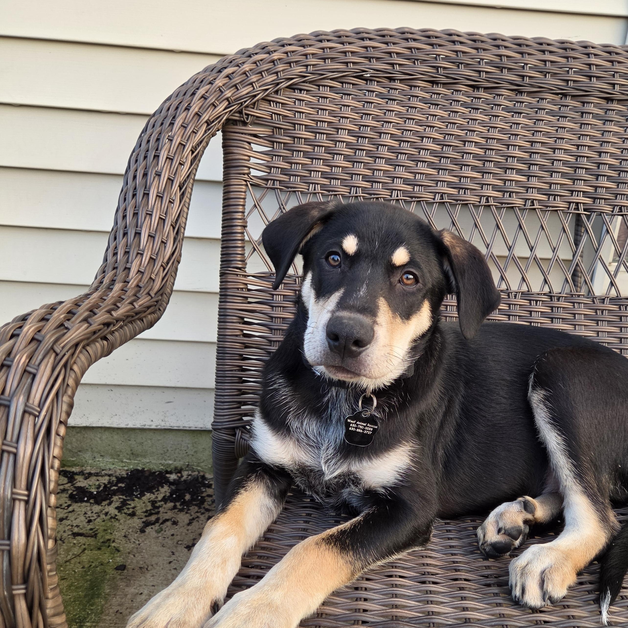 Enlarge Orchid, a ADOPTABLE Mixed Breed in Lemont, IL image 3/5