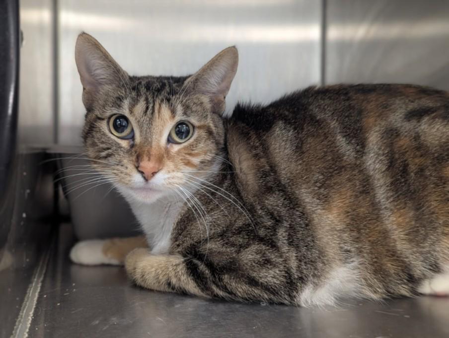 COOKIES, Adoptable, Young Female Domestic Short Hair.