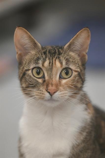 COOKIES, Adoptable, Young Female Domestic Short Hair.