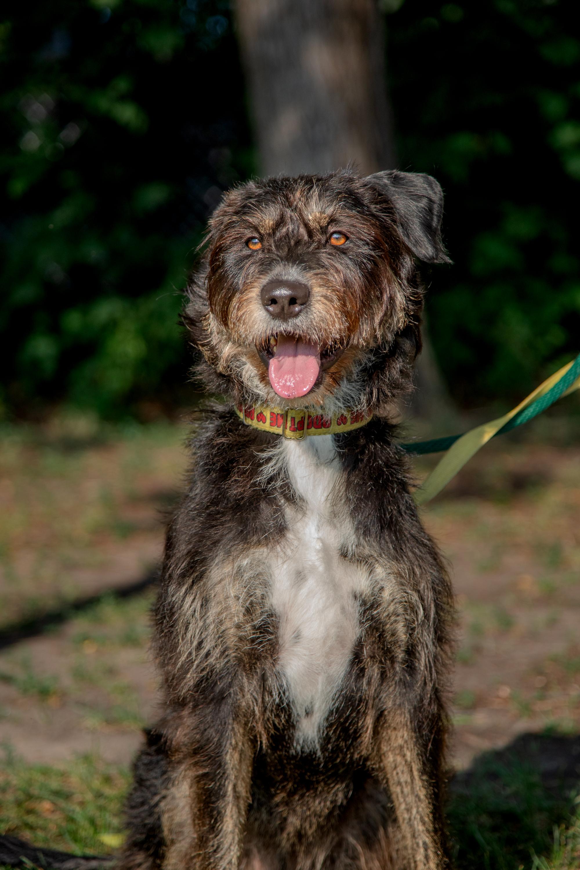 Kika, a ADOPTABLE Mixed Breed in Mississauga, ON image 3/5