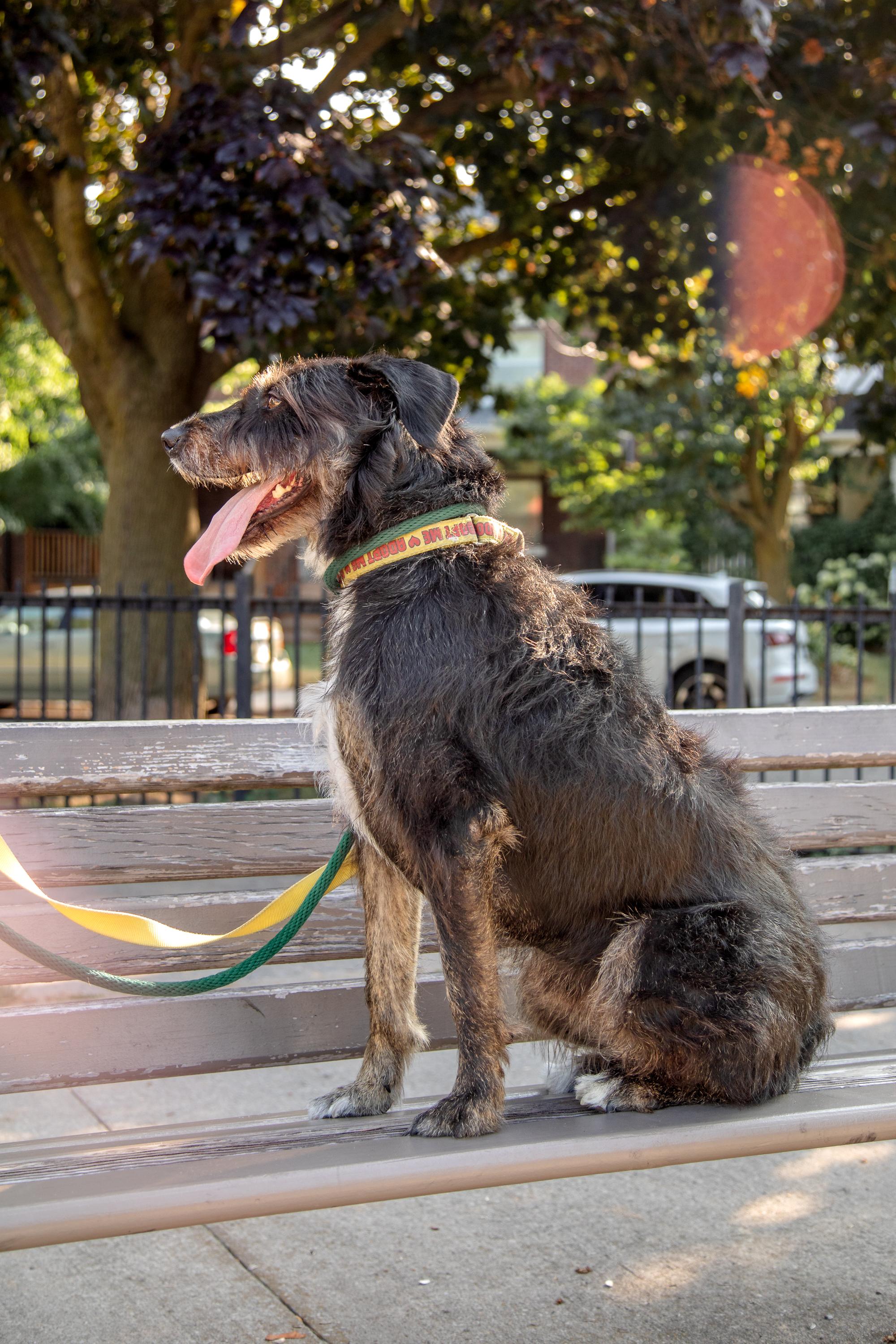 Kika, a ADOPTABLE Mixed Breed in Mississauga, ON image 5/5