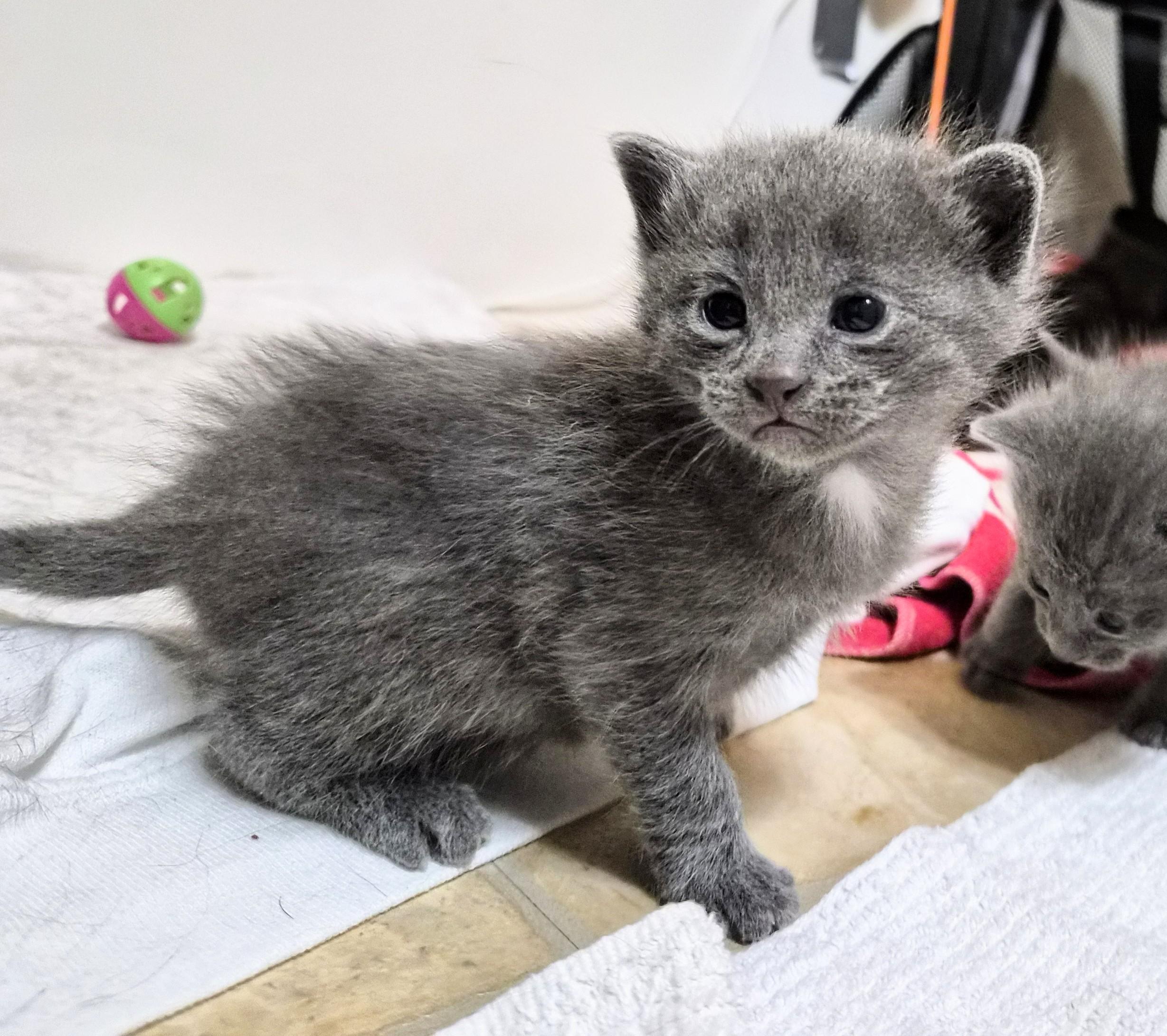 Enlarge Smokey, an adoption pending American Shorthair in Waverly, IA image 5/5