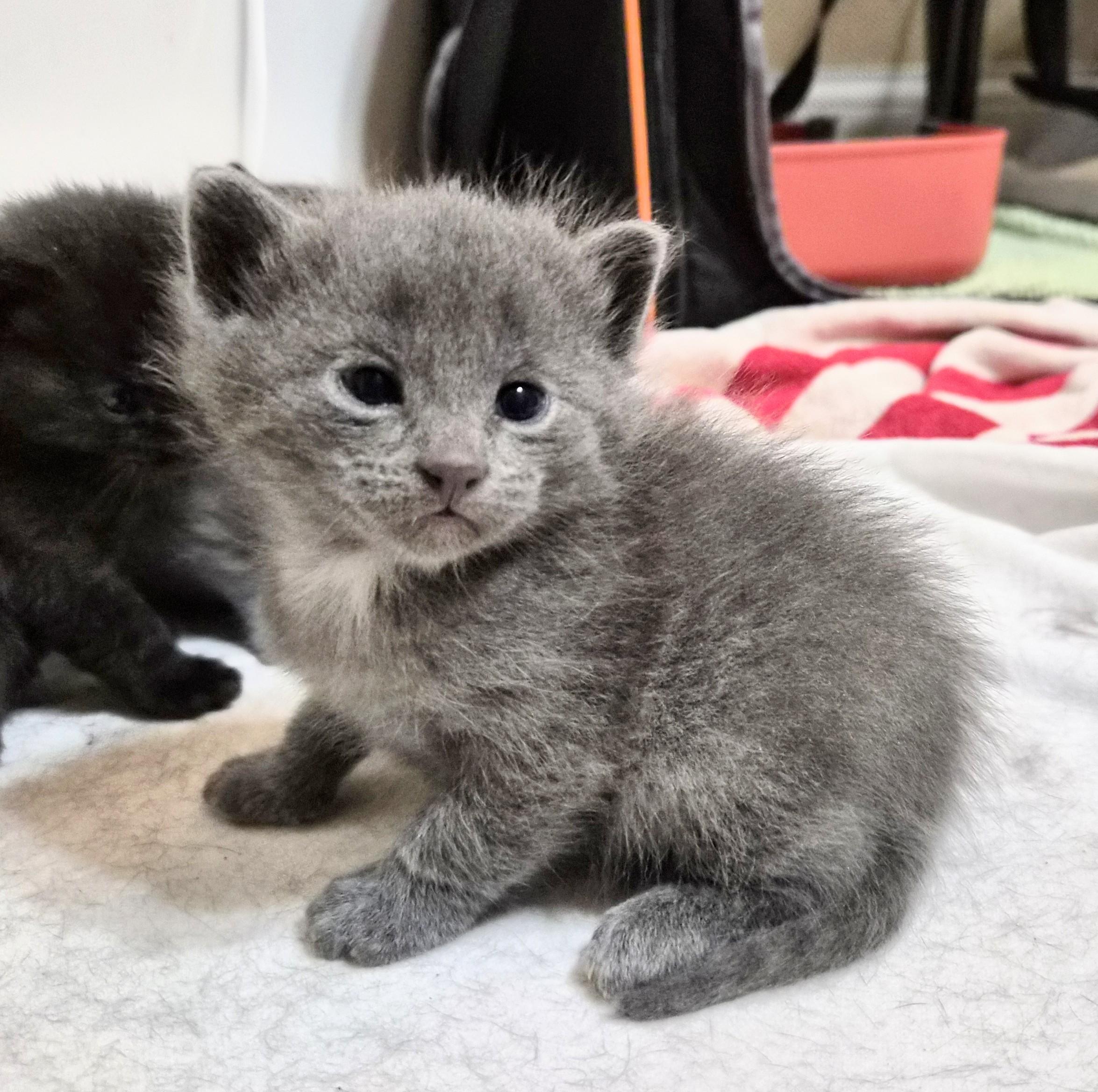 Enlarge Smokey, an adoption pending American Shorthair in Waverly, IA image 1/5