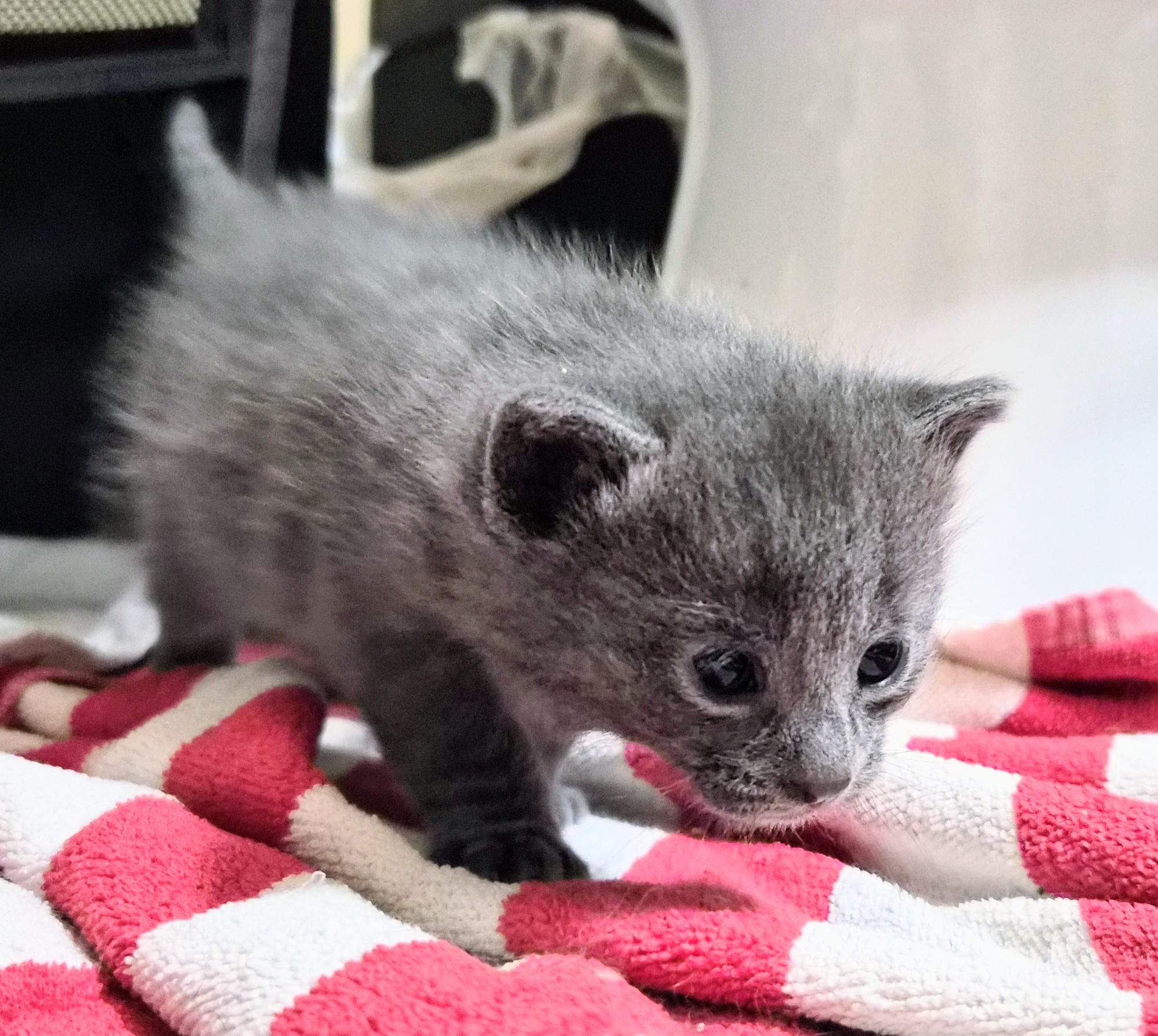 Enlarge Smokey, an adoption pending American Shorthair in Waverly, IA image 4/5