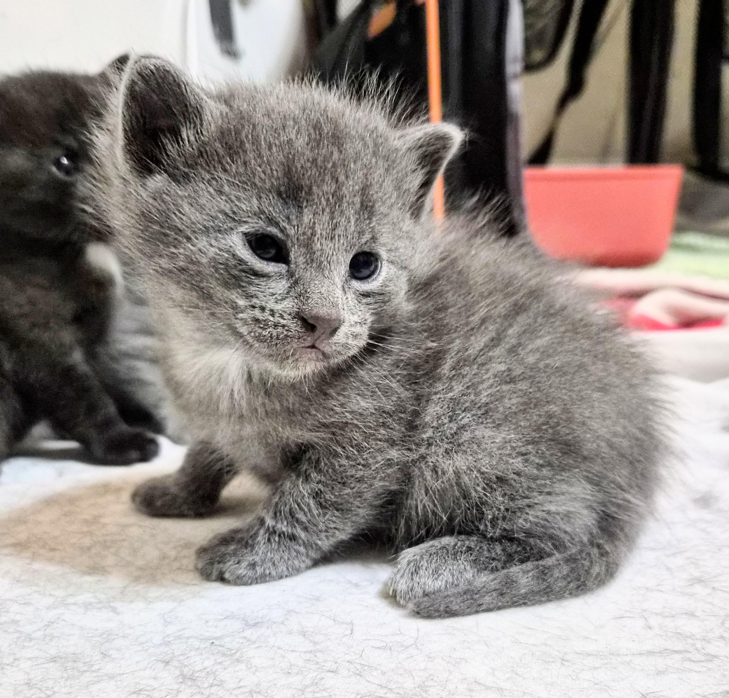 Enlarge Smokey, an adoption pending American Shorthair in Waverly, IA image 2/5