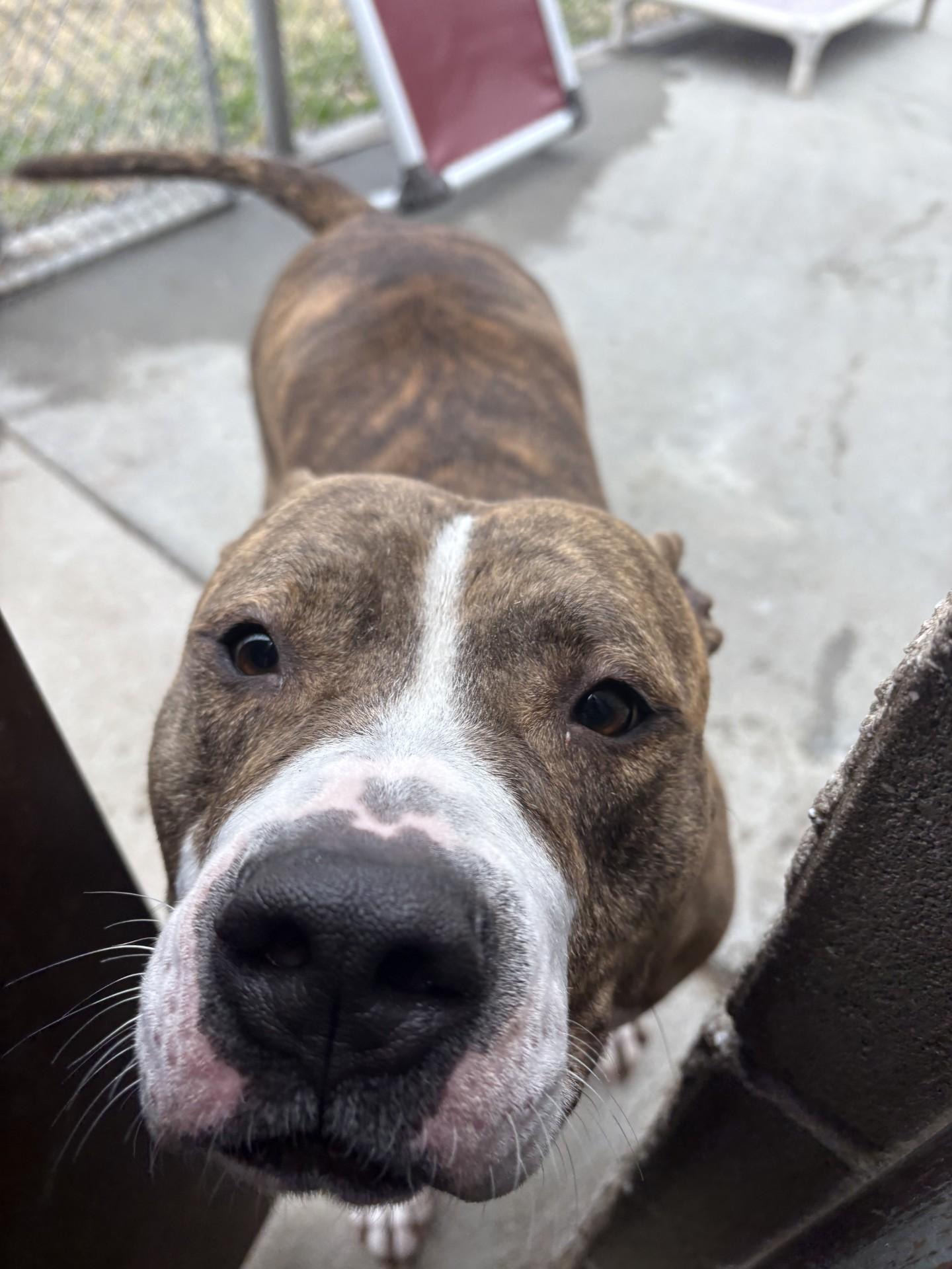 Enlarge Bronx, a ADOPTABLE Pit Bull Terrier in Ashland, VA image 1/2
