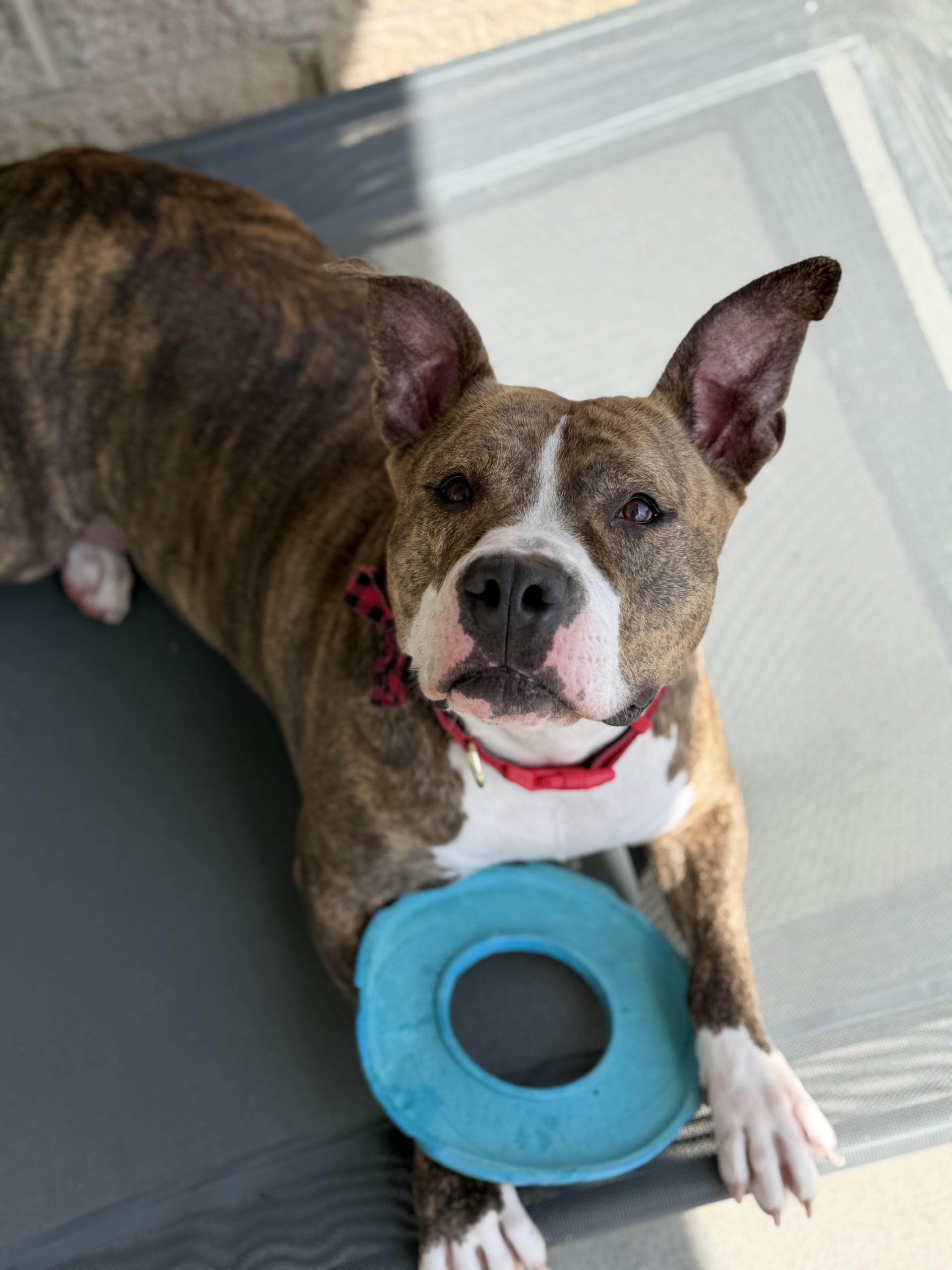 Enlarge Bronx, a ADOPTABLE Pit Bull Terrier in Ashland, VA image 1/5