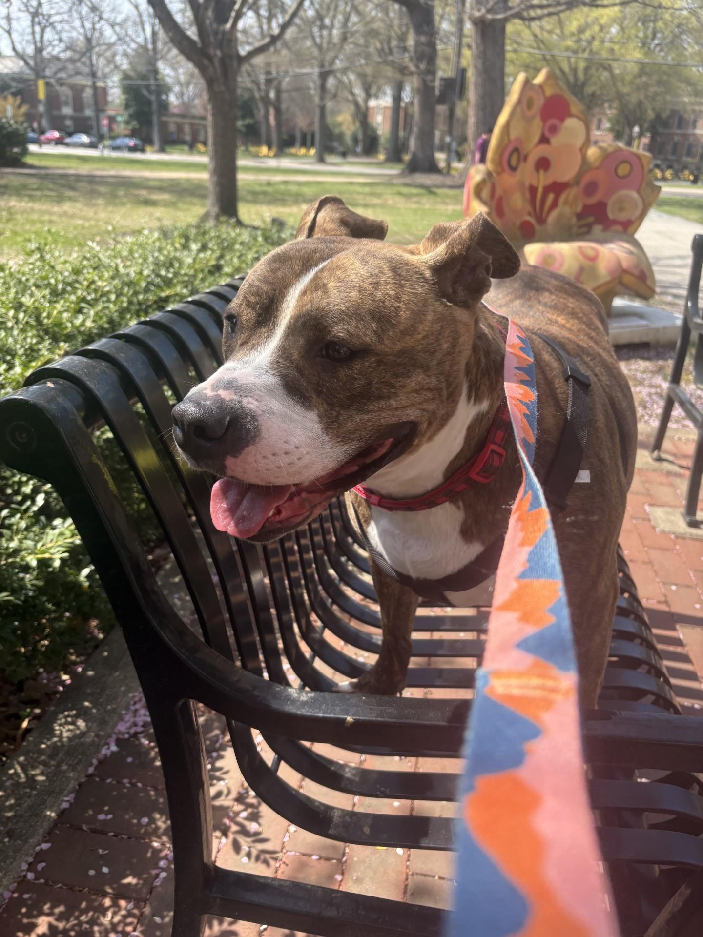 Enlarge Bronx, a ADOPTABLE Pit Bull Terrier in Ashland, VA image 2/5